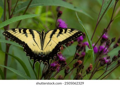 
tiger swallowtail butterfly taking the nectar of the flowers - Powered by Shutterstock