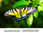 Tiger Swallowtail Enjoying the Sun