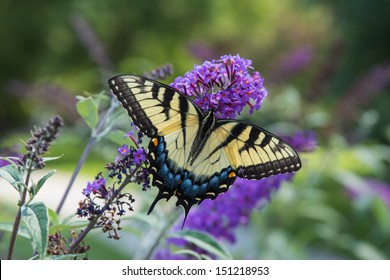 Tiger Swallowtail On Butterfly Bush