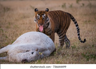 Tiger T34/Kumbha With A Funny Expression On A Kill, 