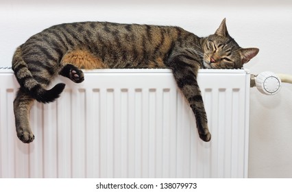 A tiger (tabby) cat relaxing on a warm radiator