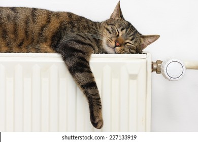 The Tiger (tabby) Cat Relaxing On A Warm Radiator 