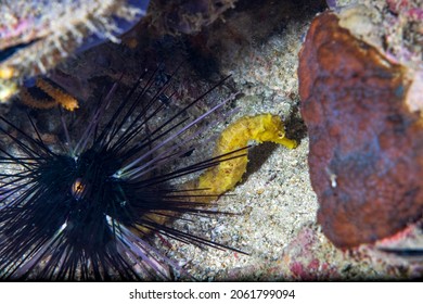 The Tiger Tail Seahorse (Hippocampus Comes) Is A Species Of Fish In The Family Syngnathidae