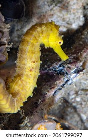 The Tiger Tail Seahorse (Hippocampus Comes) Is A Species Of Fish In The Family Syngnathidae