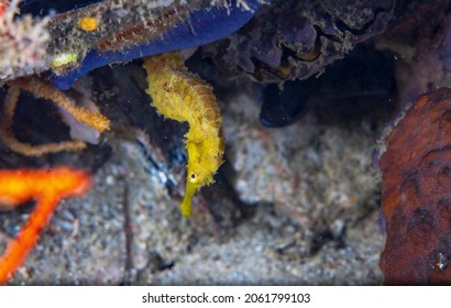 The Tiger Tail Seahorse (Hippocampus Comes) Is A Species Of Fish In The Family Syngnathidae