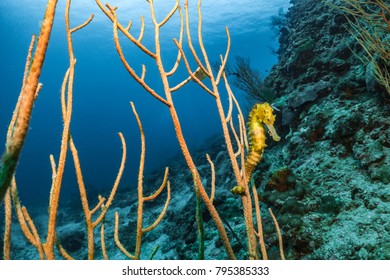 Tiger Tail Seahorse On Whip Coral