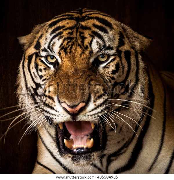 腹を立てた虎の顔 ポートレートトラ の写真素材 今すぐ編集