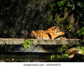 Tiger Or Tigress Close Up Or Portrait With Eye Contact In Jungle Summer Season.