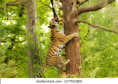 Tiger in tree