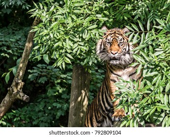Tiger in a tree (captivity)