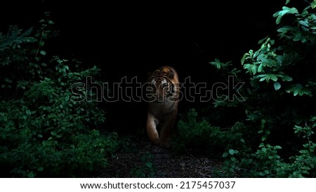 tiger in tropical rainforest at night  dark background