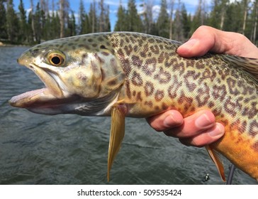 A Tiger Trout -- a sterile, intergeneric hybrid of the Brown Trout (Salmo trutta) and a Brook Trout (Salvelinus fontinalis), caught fly fishing and prior to release in a high mountain lake
