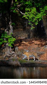 Tiger Walk At Bandhavgarh National Park, India