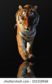 Tiger Walking  Black Background