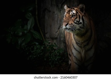 Tiger Walking Foraging In The Forest, The Nature Of Mammals.