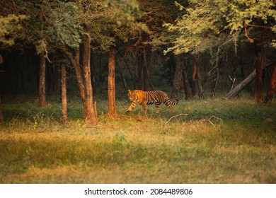 Tiger Walking In Forest During Sunset And Having Eye Contact 