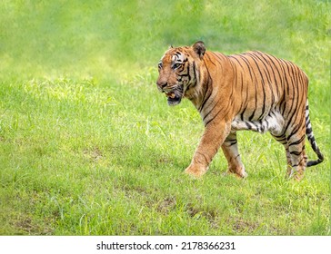 Tiger walking on a grass