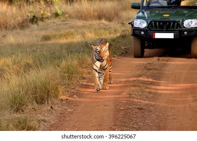 Tiger Walking On The Road, Tadoba, Maharashtra, India