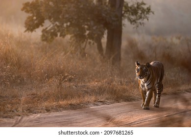 Tiger Walking On Its Trail From Central Park Of India