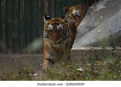 Tiger Walking  At Reopen Delhi Zoo After Three Months Closed Down Following The Deaths Of Several Birds Due To Bird Flu In New Delhi, India, On Wednesday, January 11, 2017