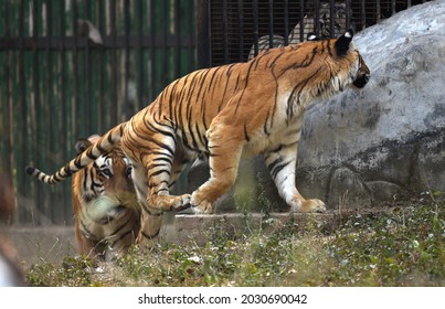 Tiger Walking  At Reopen Delhi Zoo After Three Months Closed Down Following The Deaths Of Several Birds Due To Bird Flu In New Delhi, India, On Wednesday, January 11, 2017