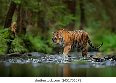 tiger walking in the river - Powered by Shutterstock