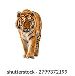 Tiger Walking Toward Camera with Intense Gaze Full Body Wildlife Portrait Isolated on White Background