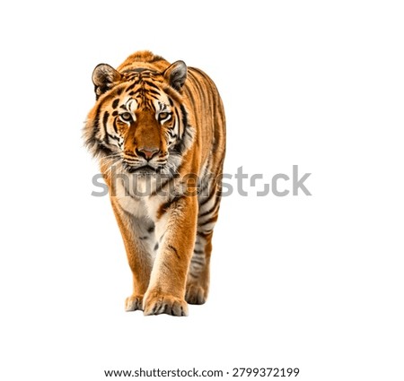 Tiger Walking Toward Camera with Intense Gaze Full Body Wildlife Portrait Isolated on White Background