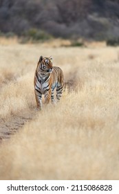 tiger walks through the tall grass