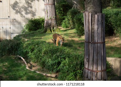 Tiger Washinton DC Zoo