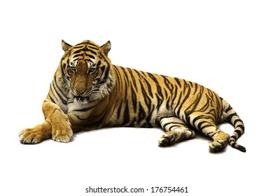 Tiger White Background Stock Photo 176754461 | Shutterstock