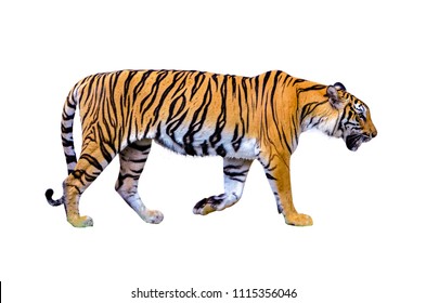 Tiger White Background Isolate Full Body