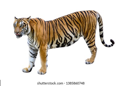 Royal Tiger P T Corbetti Isolated Stock Photo (Edit Now) 1600743517