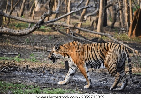 Tiger who has cub and searching for food 
