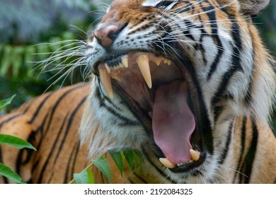 Tiger in the wild. Shooting a tiger in nature. Tiger in the forest. Wild animal in nature. Shooting a predator. Tiger growl. Roaring roar. Closeup animal wildlife.