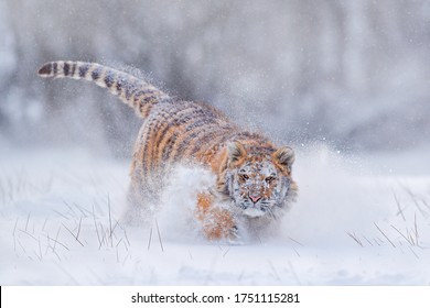 Tiger In Wild Winter Nature, Running In The Snow. Snowflakes With Wild Cat. Action Wildlife Scene With Dangerous Animal. Siberian Tiger, Panthera Tigris Altaica. Cold Winter In Taiga, Russia. 