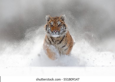 Tiger in wild winter nature, running in the snow. Action wildlife scene with dangerous animal. Cold winter in taiga, Russia. Snowflakes with beautiful Siberian tiger, Panthera tigris altaica.