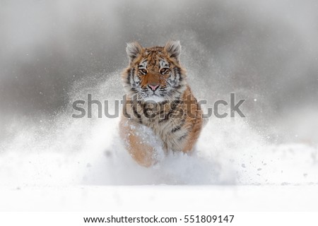 Tiger in wild winter nature, running in the snow. Action wildlife scene with dangerous animal. Cold winter in taiga, Russia. Snowflakes with beautiful Siberian tiger, Panthera tigris altaica.