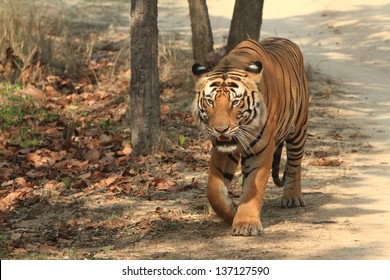 Tiger in the Wildlife in India