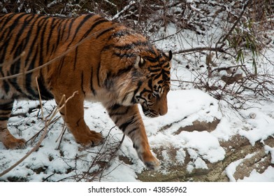 tiger in winter
