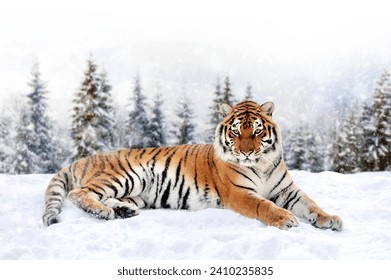 Tiger in the winter forest.  Wild predators in natural environment. Wildlife scene from nature - Powered by Shutterstock