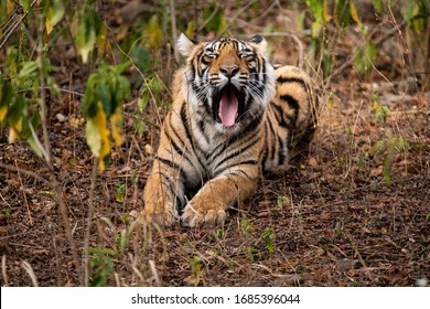 Tiger Yawn In Ranthambore, India