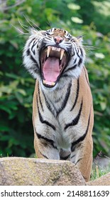 Tiger Yawn Raw Teath Zoo