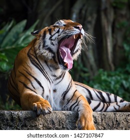  Tiger Is Yawning. It’s A Nap Time. (Panthera Tigris Corbetti) In The Natural Habitat, Wild Dangerous Animal In The Natural Habitat, In Thailand.