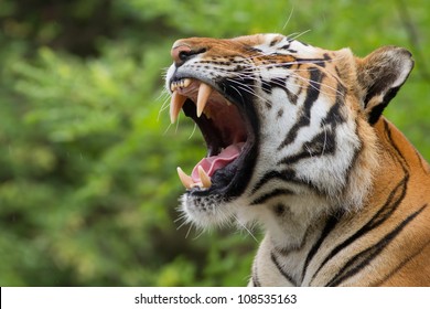 tiger yawns
