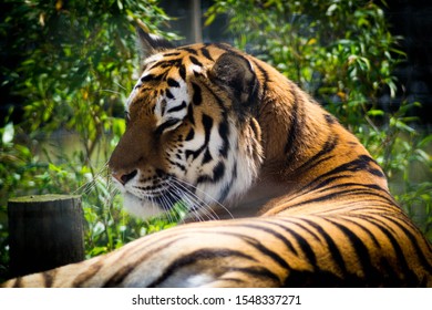 Tiger At Yorkshire Wildlife Park