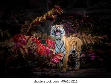 The tiger in zoo.