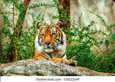 194,660 Tiger zoo Images, Stock Photos & Vectors | Shutterstock