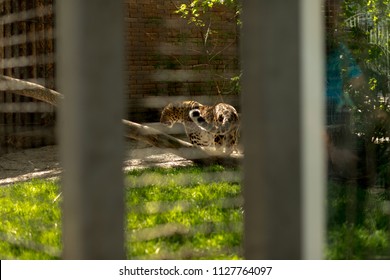 Tiger In A Zoo Cage