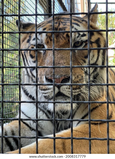 Tiger Zoo Tiger Cage Wild Cats Stock Photo 2008317779 Shutterstock